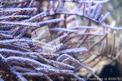 Image of coral sea background