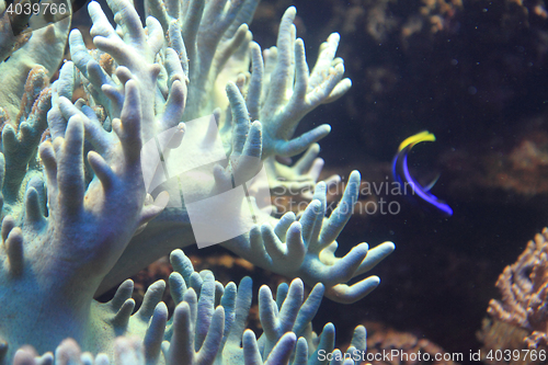 Image of coral sea background