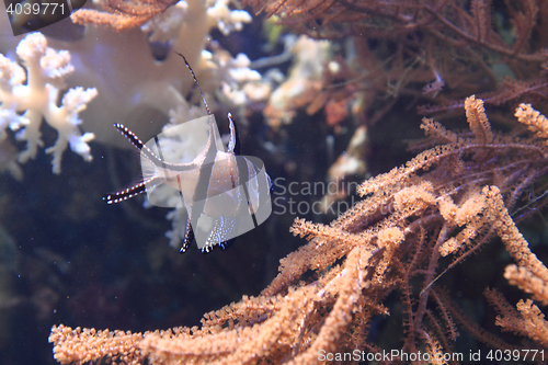 Image of exotic coral fish