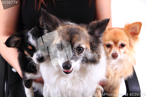 Image of three chihuahua dogs are resting