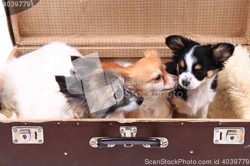 Image of three chihuahua dogs in the suitcase