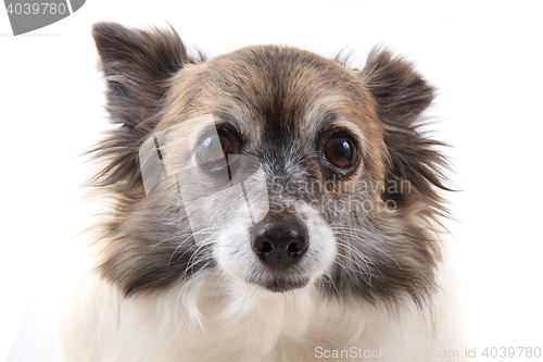 Image of head of sweet chihuahua