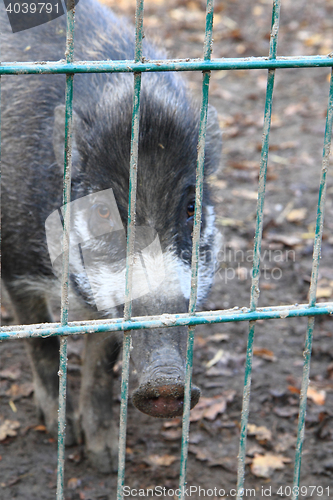 Image of wild pigs in the autumn