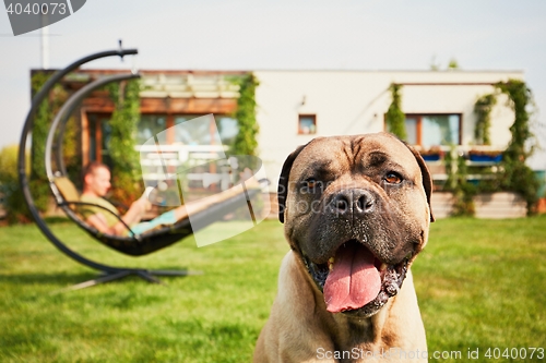 Image of Man with dog on the garden