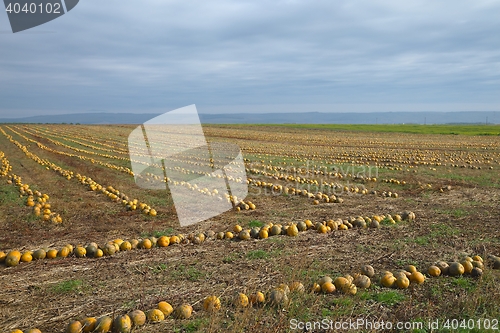 Image of Pumpkin field view