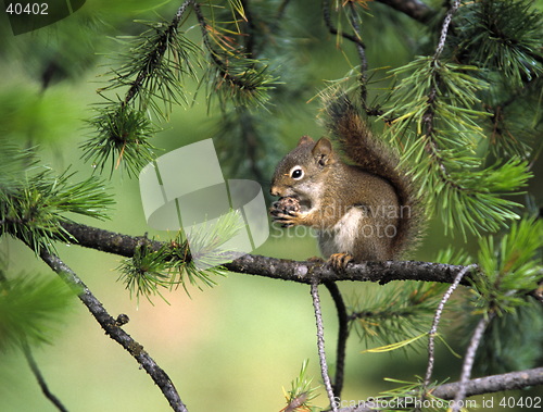 Image of Squirrel with fir-cone