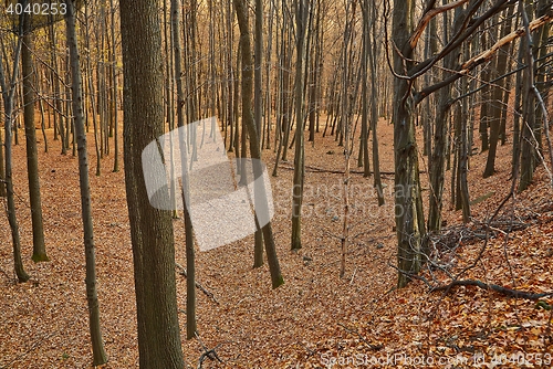 Image of Autumn Forest Detail