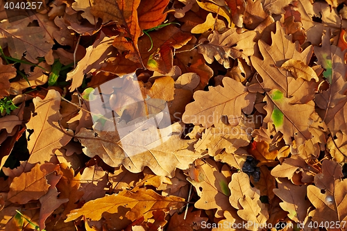 Image of Fallen autumn leaves