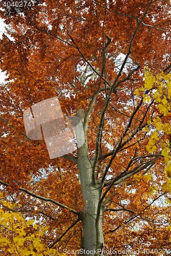 Image of Autumn tree leaves