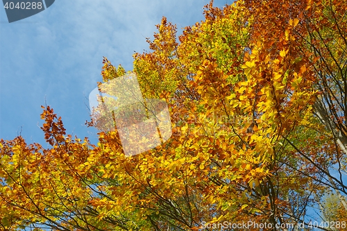Image of Autumn forest detail