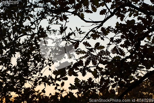 Image of Branch silhouettes background