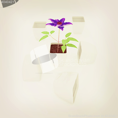 Image of Clematis a beautiful flower in the white pot. 3D illustration. V