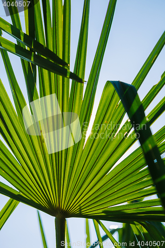 Image of Green leaves in sunlight