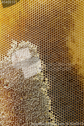 Image of Honeycombs filled with honey closeup.
