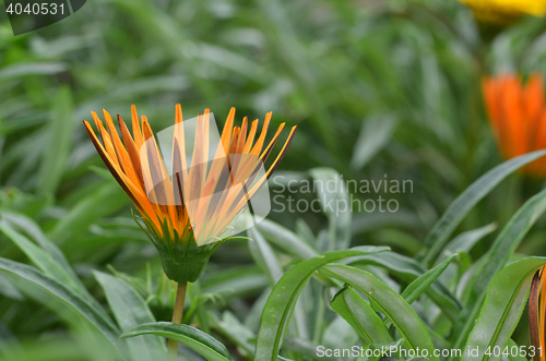 Image of Beautiful orange gazania flower