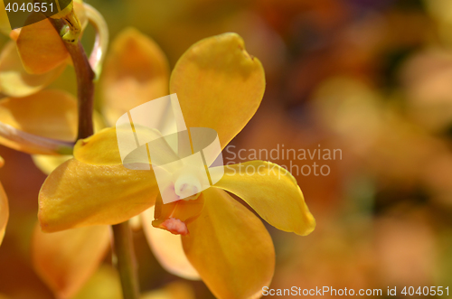 Image of Blossom vanda orchid