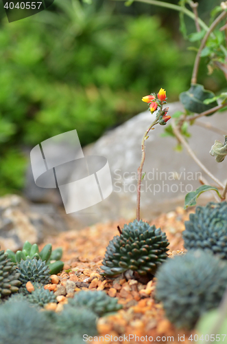 Image of Cactus planted in Gardens by the Bay 