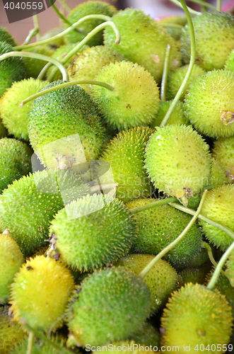 Image of Raw spiny gourd