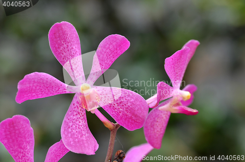 Image of Beautiful purple orchid, phalaenopsis.