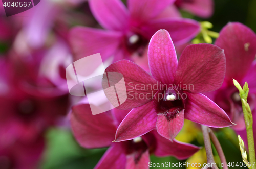 Image of Beautiful purple orchid, phalaenopsis.