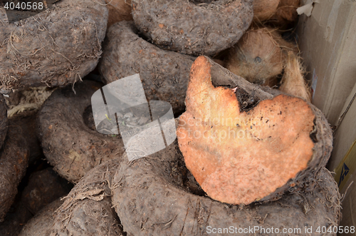 Image of Amorphophallus paeoniifolius or elephant foot yam