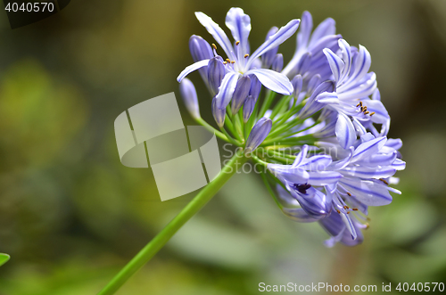Image of Flowers of the Agapanthus 