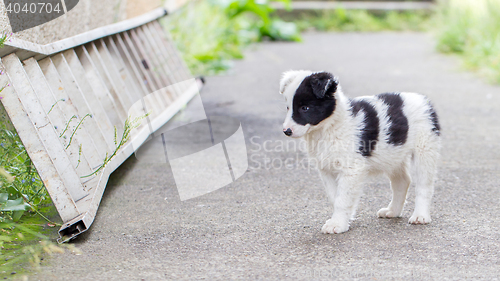 Image of Border Collie puppy on a farm