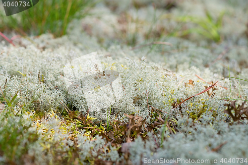 Image of Macro shot of white reindeer moss