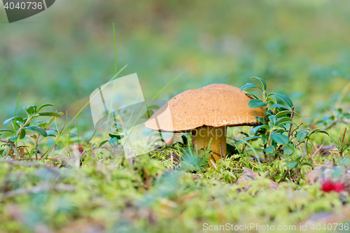 Image of Xerocomus growing on forest