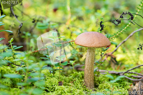 Image of Leccinum scabrum growing on forest