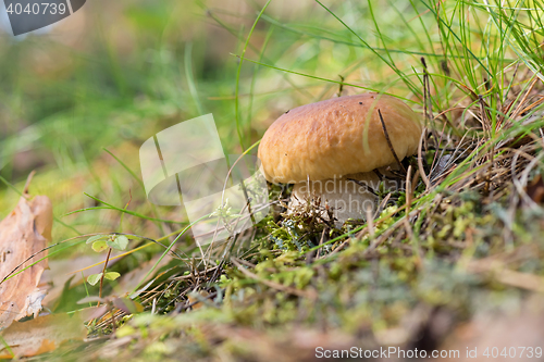 Image of Brown cap boletus growing on forest