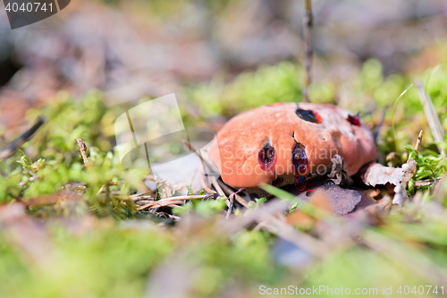 Image of Hydnellum peckii - mushroom in mossy forest