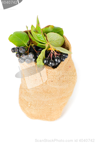 Image of Aronia berry in the bag