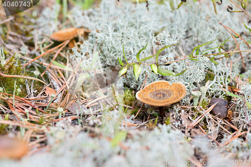 Image of Macro shot of mushroom in white reindeer moss