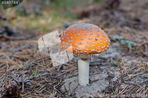 Image of Amanita growing on forest