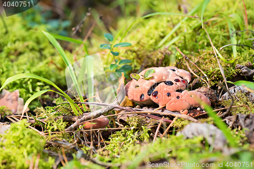 Image of Hydnellum peckii - mushroom in mossy forest