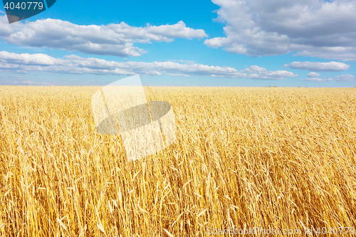 Image of golden wheat field