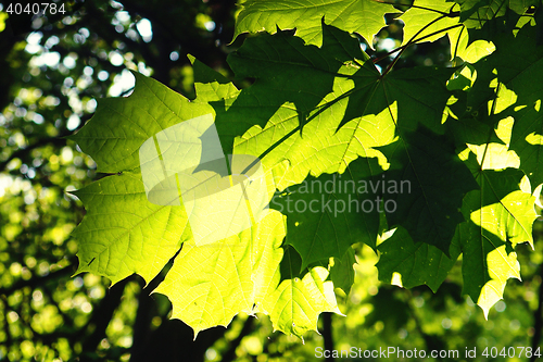 Image of green leaf