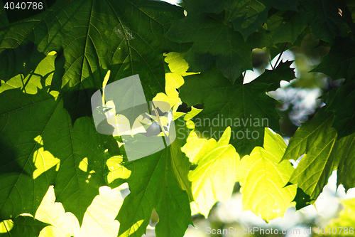 Image of green leaf