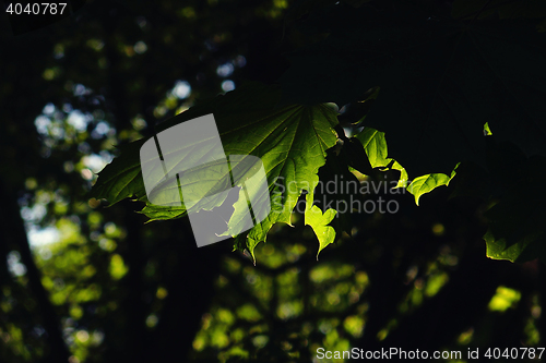 Image of green leaf