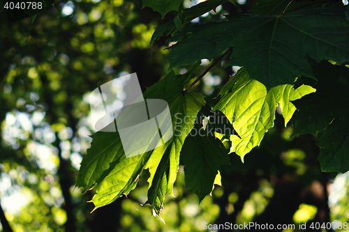 Image of green leaf