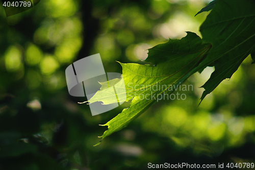 Image of green leaf