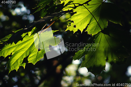 Image of green leaf