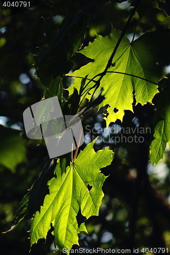 Image of green leaf