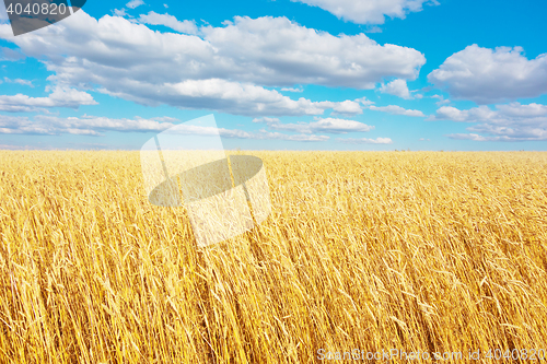 Image of golden wheat field