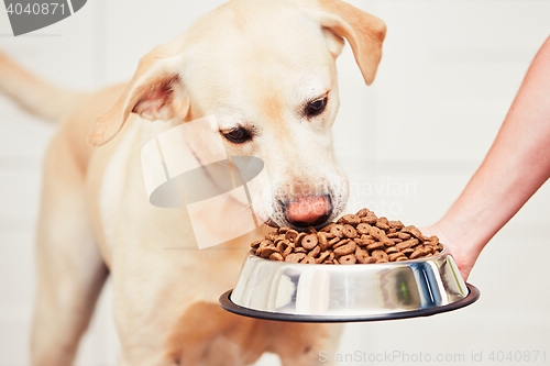 Image of Feeding the hungry dog