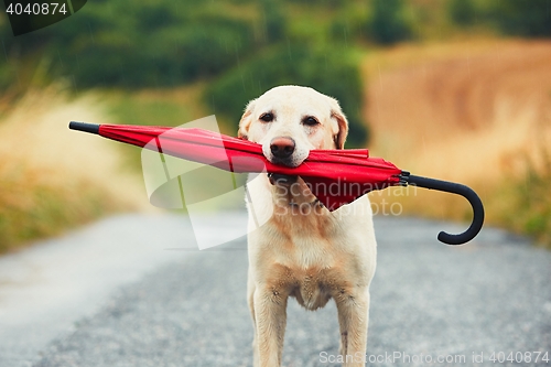 Image of Dog in rain