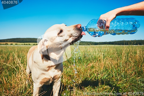 Image of Thirsty dog in hot day