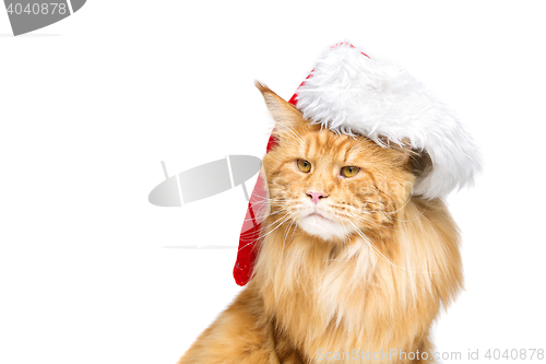 Image of Big ginger cat in christmas hat