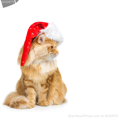 Image of Big ginger cat in christmas hat